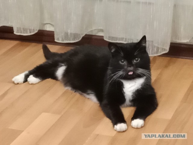 История одного котенка