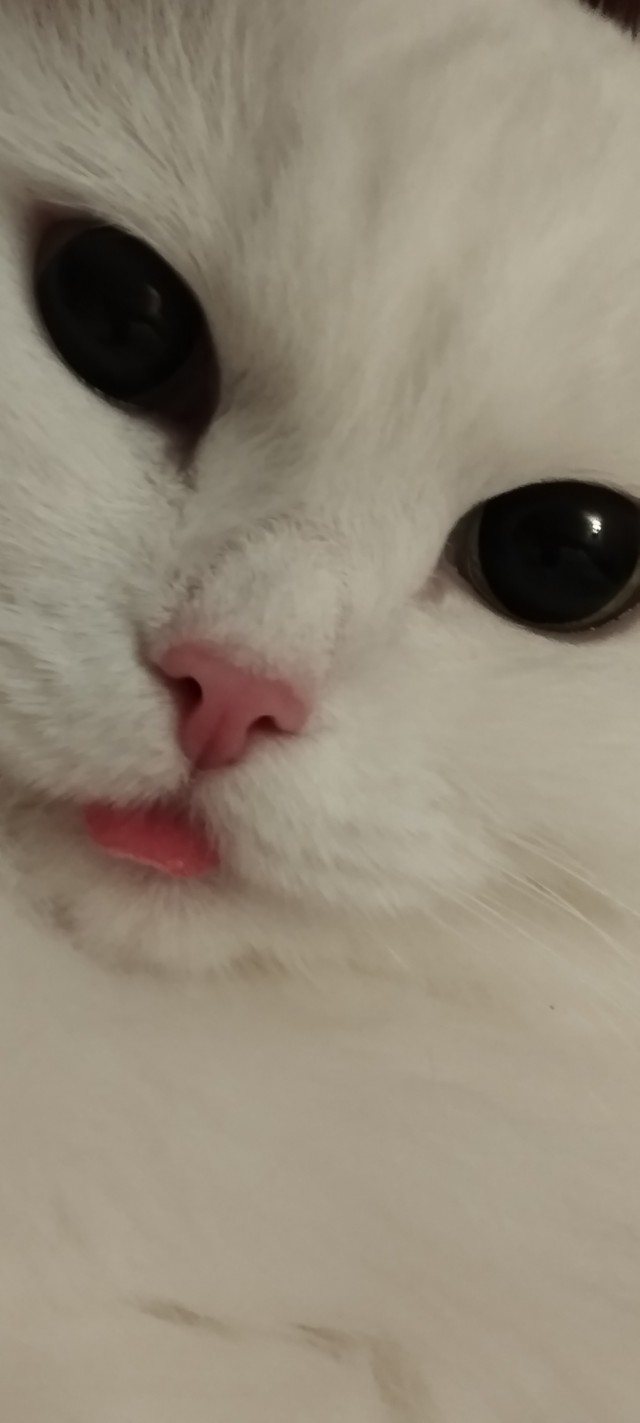 Сегодня котовторник