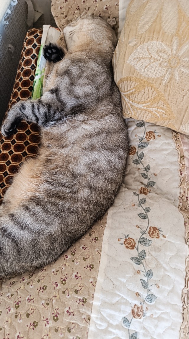 А как спят ваши питомцы?