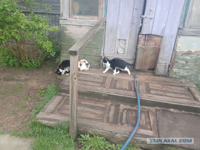 Жизнь домашнего приюта для котеек 543