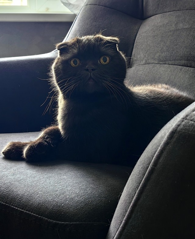 Моя жена не умеет фоткать кота