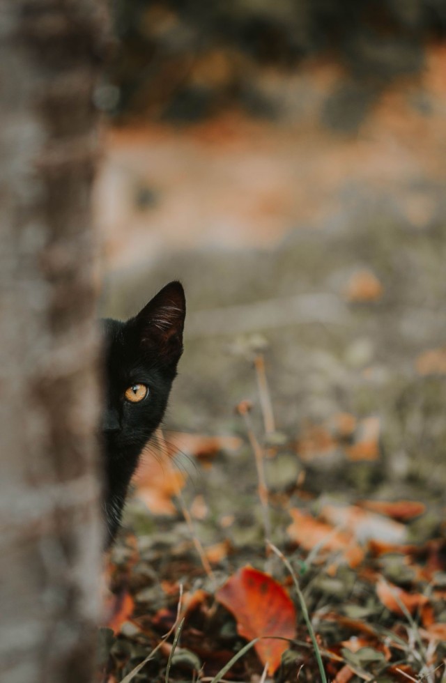 Осенний кот