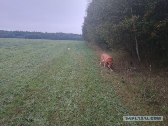 Жизнь домашнего приюта для котеек 558