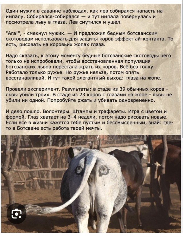 Леопард грамотно замаскировался, выждал нужный момент и получил вкуснейшую Импалу на обед