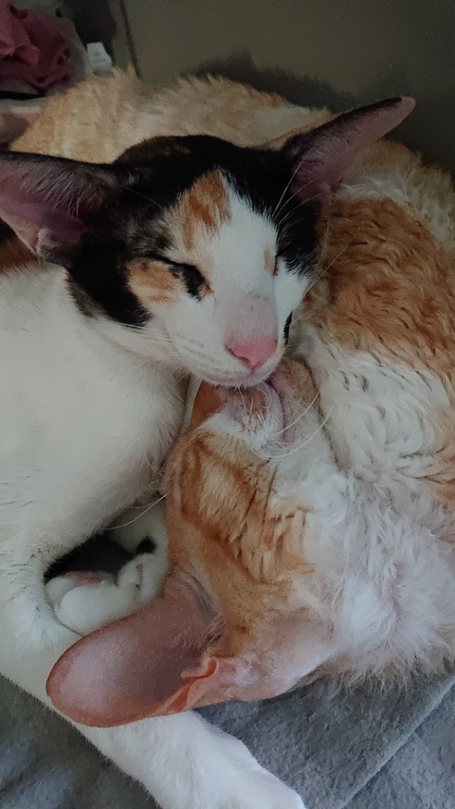 Спят усталые котейки