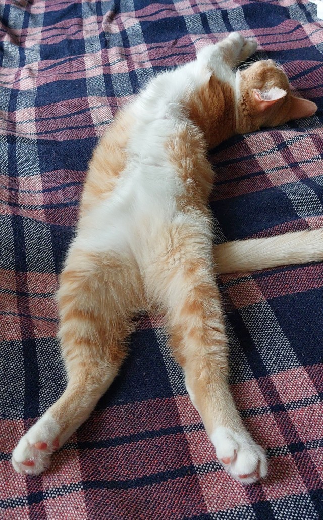 С рыжими котами всегда весело