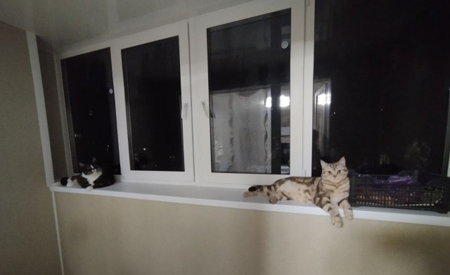Мой Мурзик ушёл на радугу.