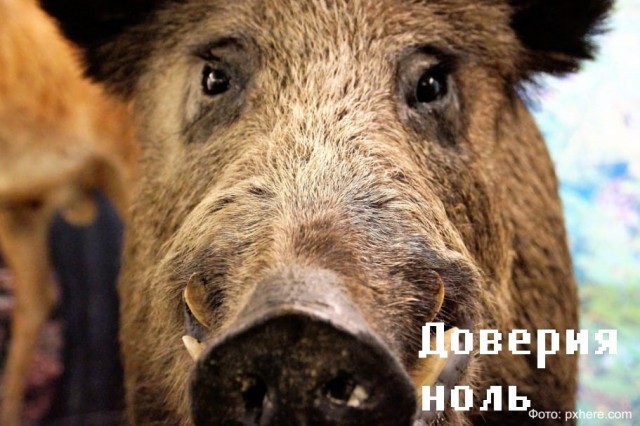 Балхашская тигрица вышла на охоту