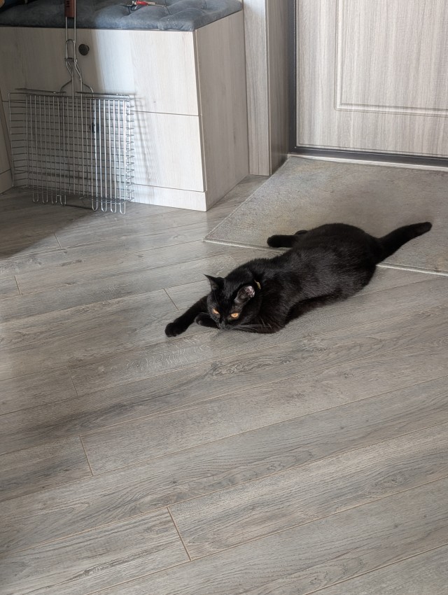 Очередной котовторник