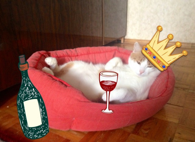 Котовторник на 24.09.2013г