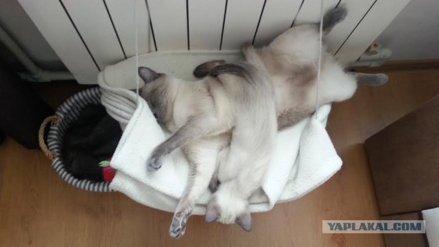 Котовторник 18.03.2014