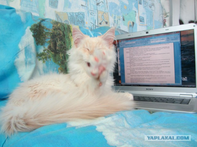 С Котовторником!