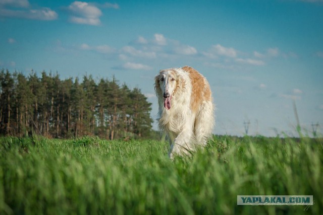 Собачки: русская борзая