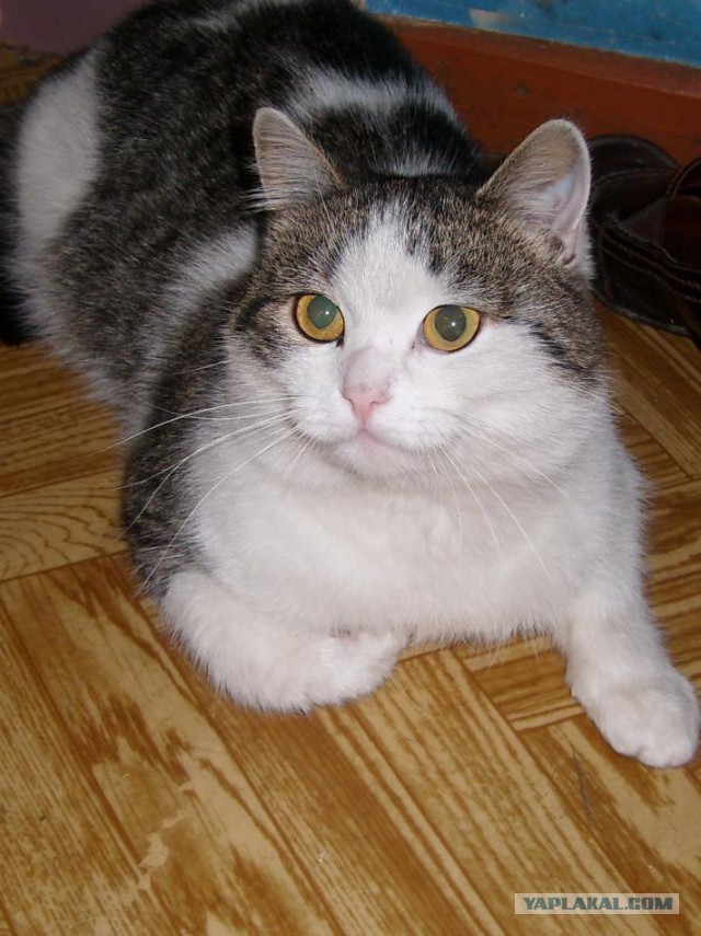 Котовторник 05.08.2014