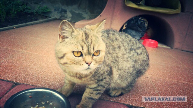 Котовторник 28.10.2014