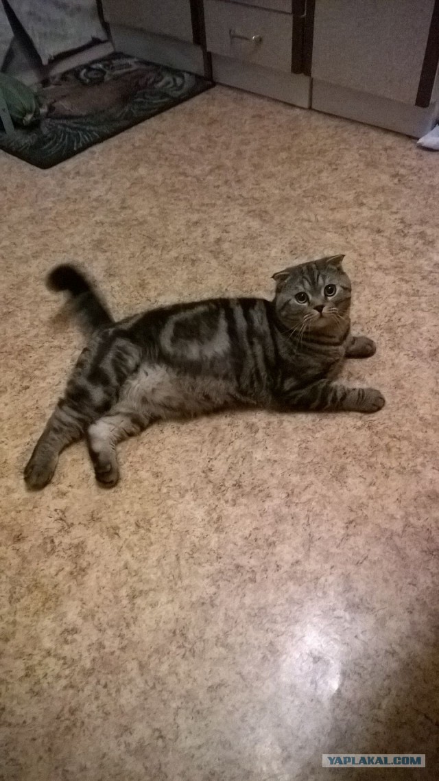 Котовторник 2.12.14