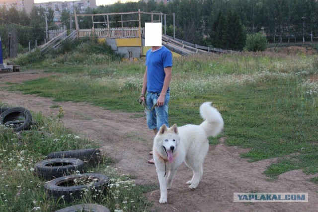 Собакочетверг..