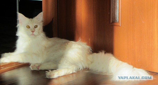 Котовторник.
