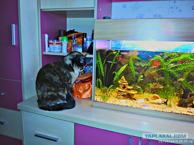 Котовторник 24.03.2015