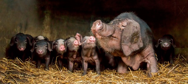 Хозяин сказал своему своему "Поросенку" - Фу!