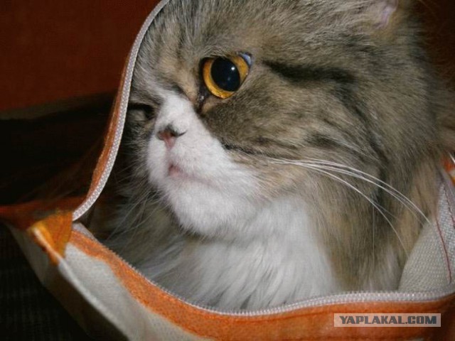 17 фотографий котов