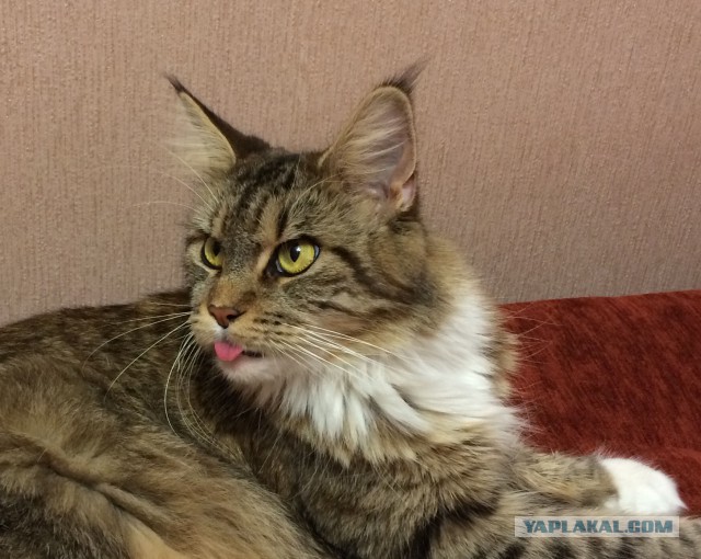 Пост невероятной кошачьей красоты. 25 фот.