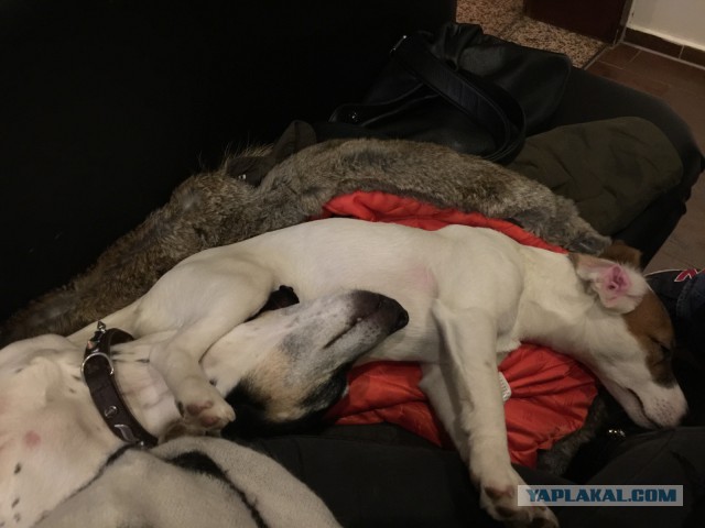 10 удивительных фактов о том, как спят животные