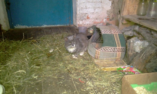 Котовторник 19.01.2016