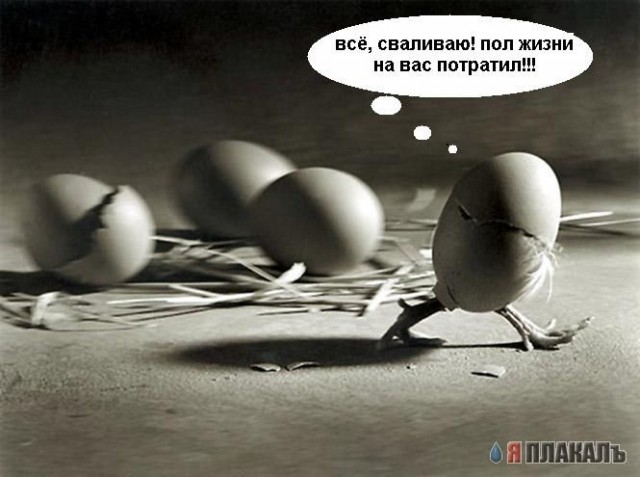ЯЙЦА