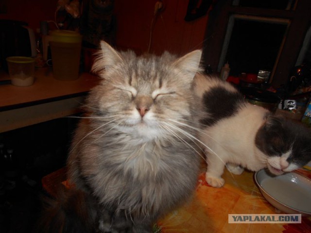 Жизнь домашнего приюта для котеек 101