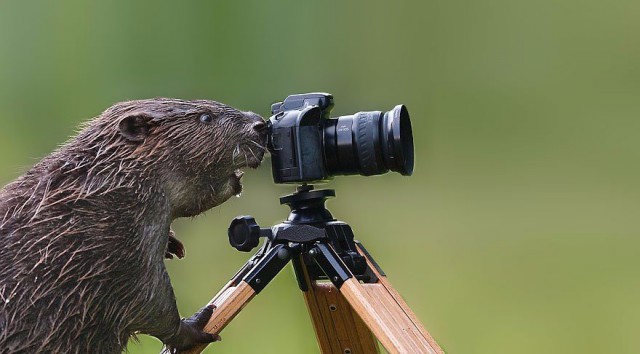 Животные и фотоаппарат