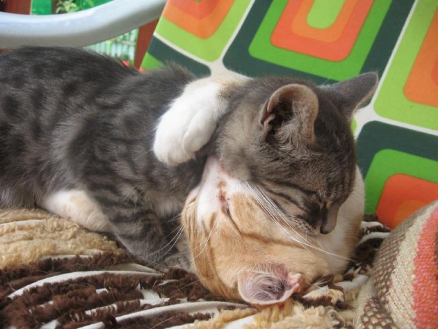 Коты, кошки, котята