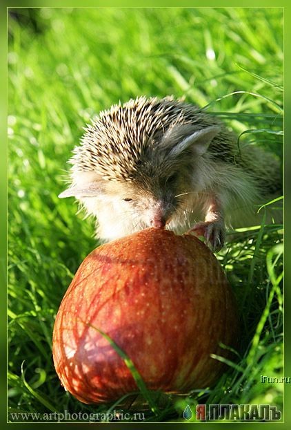 Голодный ёжик