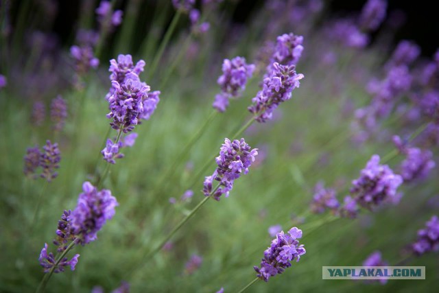 Картинки для отдыха глаз