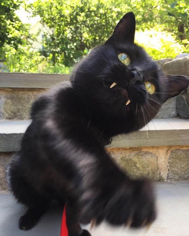 Коты из сети