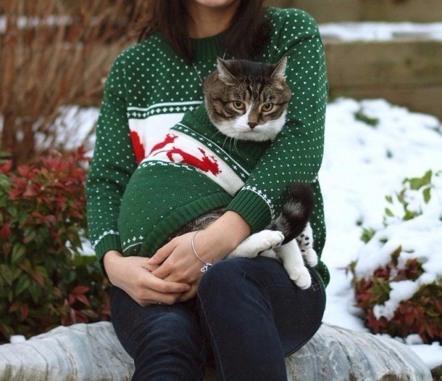 Коты из сети