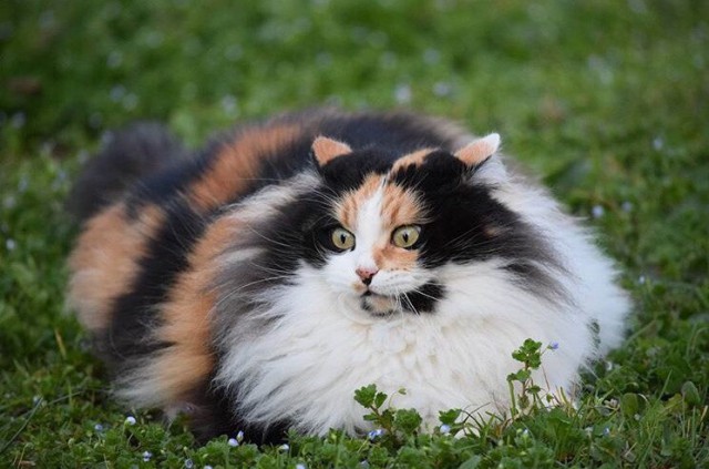 Коты и Кошки
