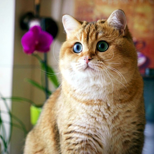 Коты и Кошки