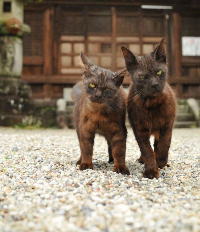 Коты и Кошки