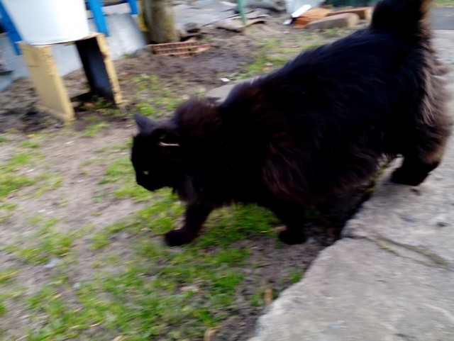 Котовторник 20.06.2017