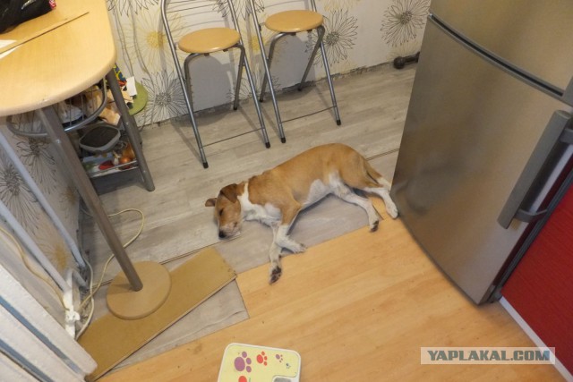 Cобакены к четвергу