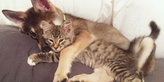 Коты и Кошки
