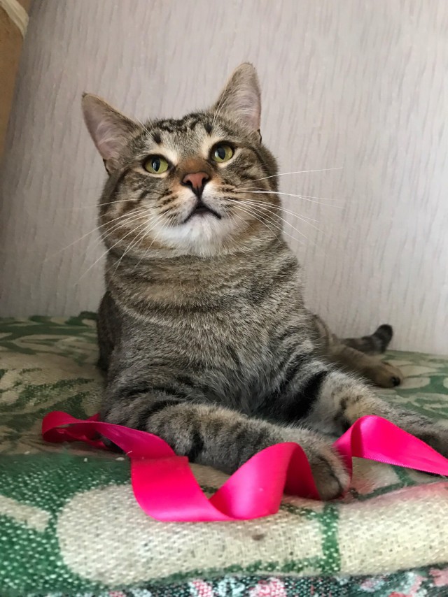 Коты и Кошки