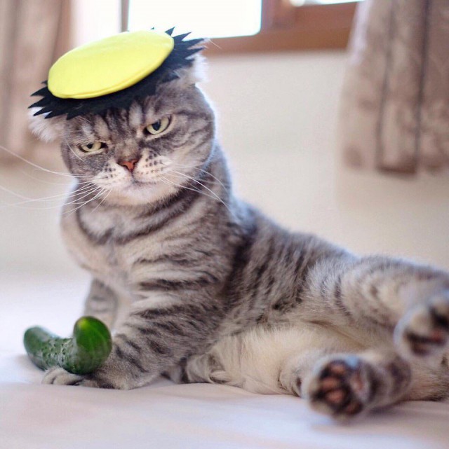 Котовторник!