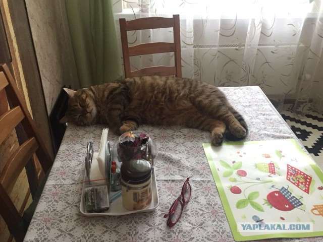 Котовторник 24.04.2018