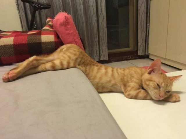 Прикольных котов пост