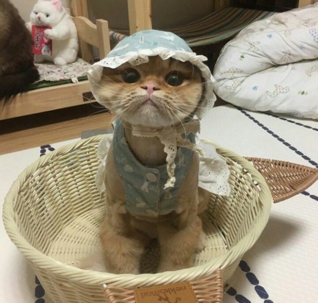 Живность из сети
