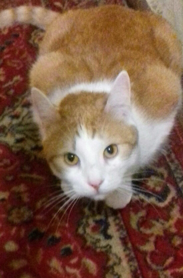 Котовторник 05.06.2018