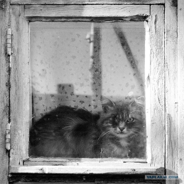 Котовторник на ЯПлакалъ (27.05.08), прикольные коты, добавляем свои!