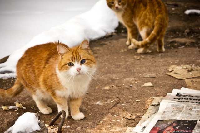 Котовторник - С праздником, котоводы!